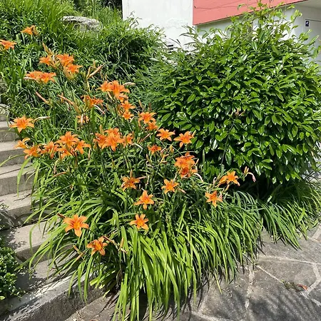 Casa Colombina Duplex By Fewotessin * Gordola